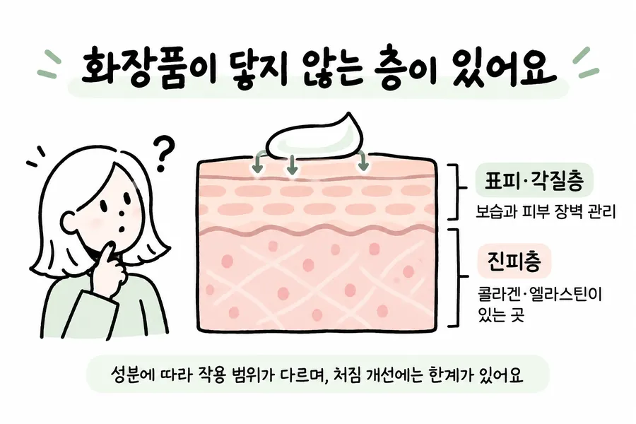 화장품이 닿는 표피·각질층과 콜라겐·엘라스틴이 있는 진피층을 구분한 그림